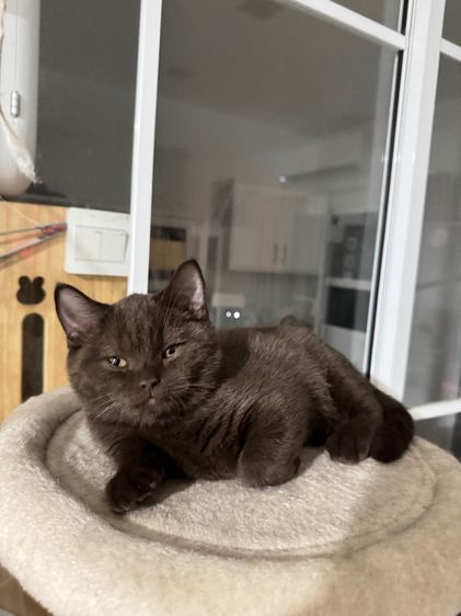 บริติชช๊อตแฮร์ช้อตกาแลต หญิง  รูปที่ 5