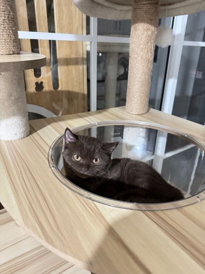 บริติชช๊อตแฮร์ช้อตกาแลต หญิง  รูปที่ 9