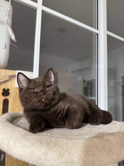 บริติชช๊อตแฮร์ช้อตกาแลต หญิง  รูปที่ 6