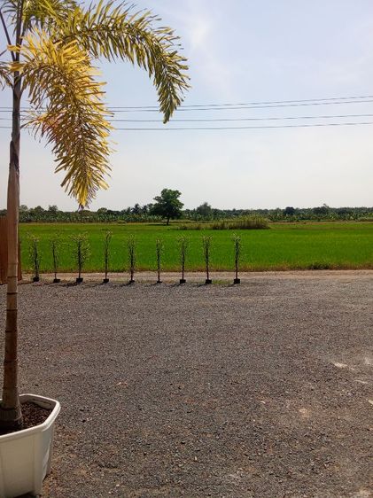 ไม่มี ใช่ ขายบ้านที่ดิน100ตรว. รูปที่ 4