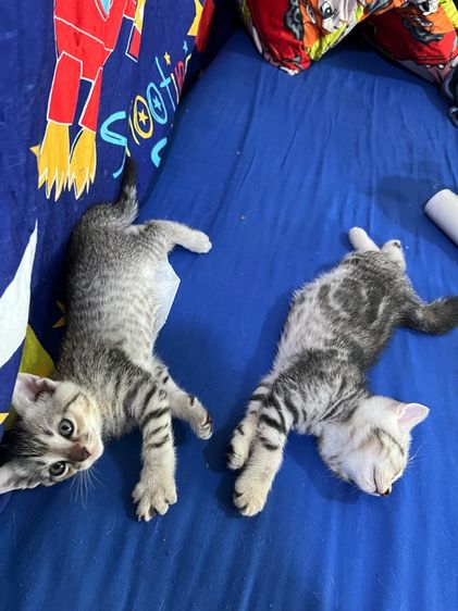 ลูกแมวสก็อตติช น่ารักๆพร้อมย้ายครับ รูปที่ 5