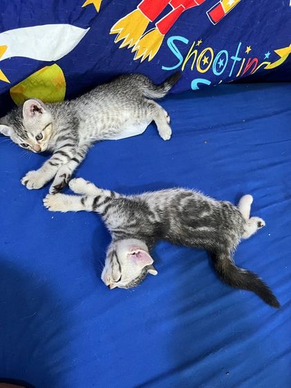 ลูกแมวสก็อตติช น่ารักๆพร้อมย้ายครับ รูปที่ 2