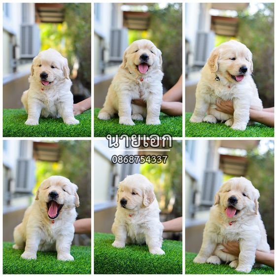 ขายลูกโกลเด้นแท้ ลูกโกลเด้นรีทรีฟเวอร์ พร้อมส่งลูกค้า กรุงเทพฯ นนทบุรี ปทุมธานี สมุทรปราการ ชลบุรี ระยอง โคราช สระบุรี ฉะเชิงเทรา นครนายก ฯล รูปที่ 4