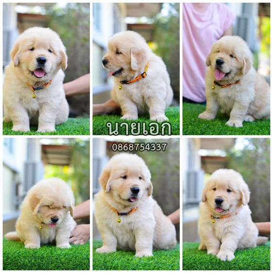 โกลเด้นรีทรีฟเวอร์ (Golden Retriever) ใหญ่ ขายลูกโกลเด้นแท้ ลูกโกลเด้นรีทรีฟเวอร์ พร้อมส่งลูกค้า กรุงเทพฯ นนทบุรี ปทุมธานี สมุทรปราการ ชลบุรี ระยอง โคราช สระบุรี ฉะเชิงเทรา นครนายก ฯล