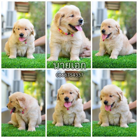 ขายลูกโกลเด้นแท้ ลูกโกลเด้นรีทรีฟเวอร์ พร้อมส่งลูกค้า กรุงเทพฯ นนทบุรี ปทุมธานี สมุทรปราการ ชลบุรี ระยอง โคราช สระบุรี ฉะเชิงเทรา นครนายก ฯล รูปที่ 2