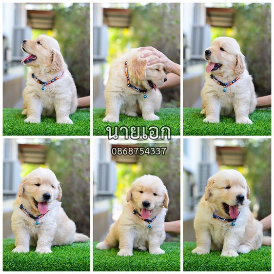 ขายลูกโกลเด้นแท้ ลูกโกลเด้นรีทรีฟเวอร์ พร้อมส่งลูกค้า กรุงเทพฯ นนทบุรี ปทุมธานี สมุทรปราการ ชลบุรี ระยอง โคราช สระบุรี ฉะเชิงเทรา นครนายก ฯล รูปที่ 3