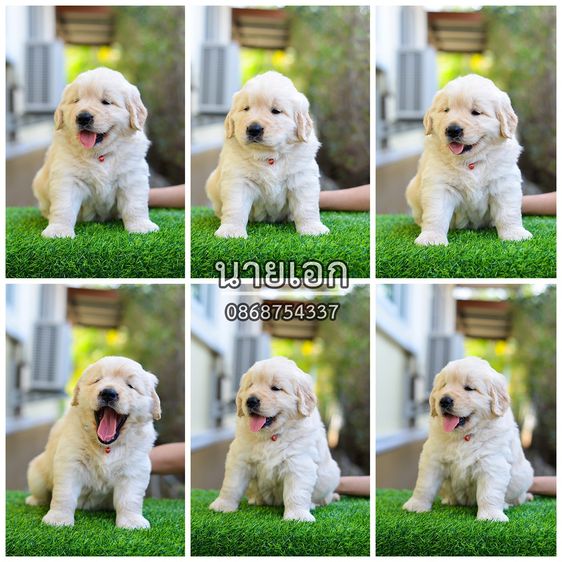 ขายลูกโกลเด้นแท้ ลูกโกลเด้นรีทรีฟเวอร์ พร้อมส่งลูกค้า กรุงเทพฯ นนทบุรี ปทุมธานี สมุทรปราการ ชลบุรี ระยอง โคราช สระบุรี ฉะเชิงเทรา นครนายก ฯล รูปที่ 5