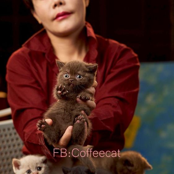 แมวสายพันธุ์ british short hair สีช็อคโกแลตเพศเมีย รูปที่ 5