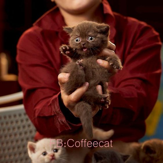 แมวสายพันธุ์ british short hair สีช็อคโกแลตเพศเมีย รูปที่ 4