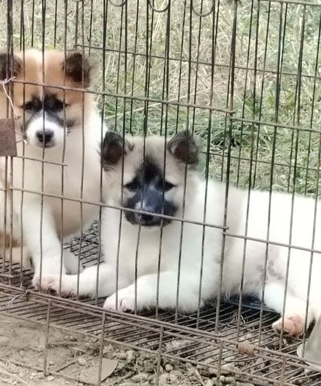 บางแก้ว