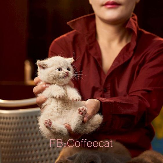 แมวสายพันธุ์ british shorthair สีครีมเพศผู้ รูปที่ 6
