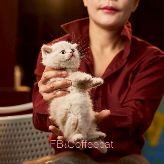 แมวสายพันธุ์ british shorthair สีครีมเพศผู้ รูปที่ 5