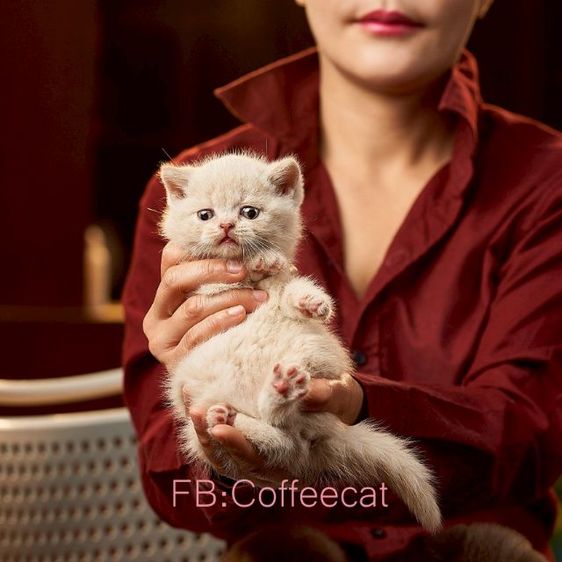 แมวสายพันธุ์ british shorthair สีครีมเพศผู้ รูปที่ 9