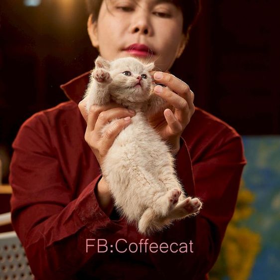 แมวสายพันธุ์ british shorthair สีครีมเพศผู้ รูปที่ 4
