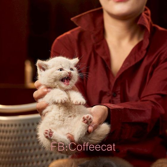 แมวสายพันธุ์ british shorthair สีครีมเพศผู้ รูปที่ 7