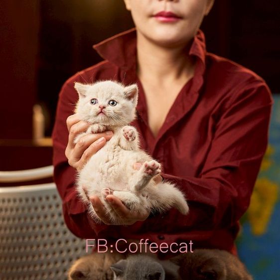 แมวสายพันธุ์ british shorthair สีครีมเพศผู้ รูปที่ 3