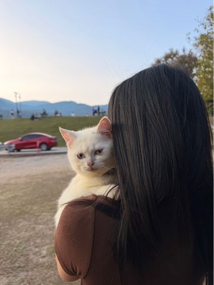 แมวสก็อตติช รูปที่ 3