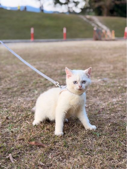 แมวสก็อตติช รูปที่ 4