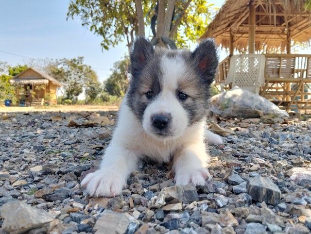 3500 รูปที่ 2