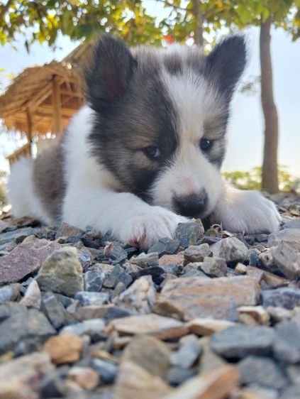 3500 รูปที่ 5