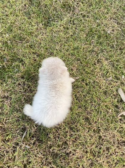 ปอมแท้ เมีย รูปที่ 9