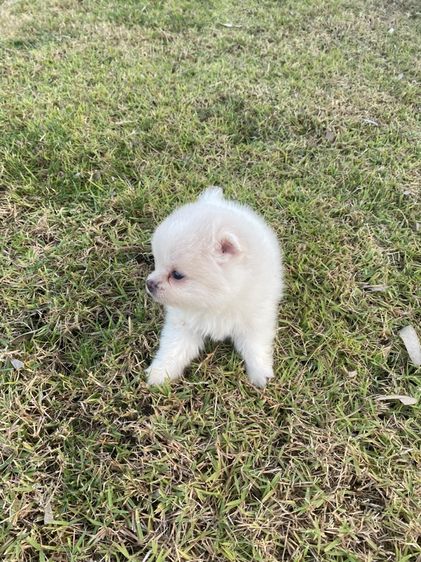 ปอมแท้ เมีย รูปที่ 5