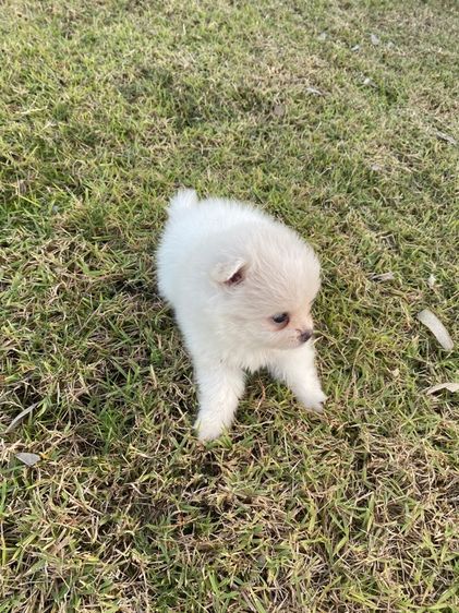 ปอมแท้ เมีย รูปที่ 8