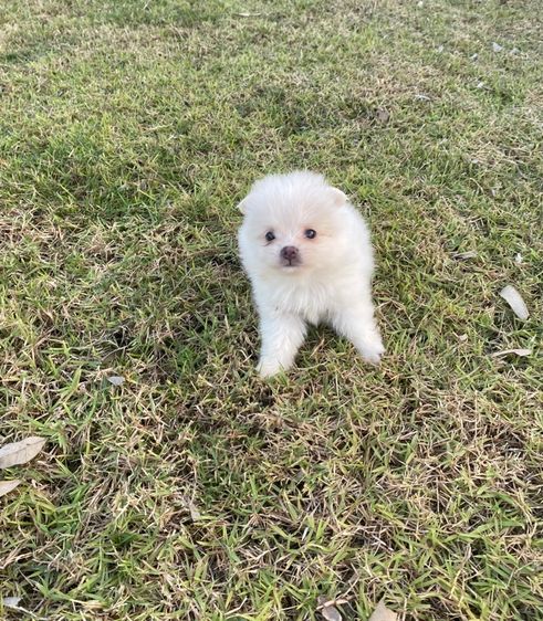 ปอมแท้ เมีย รูปที่ 3