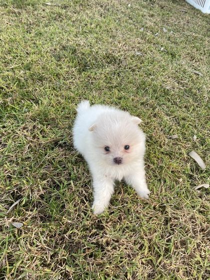 ปอมแท้ เมีย รูปที่ 7