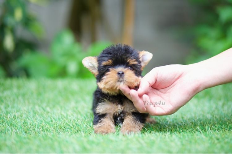ลูก ยอร์คเชียร์เทอร์เรีย หน้าตุ๊กตา สายพันธุ์แท้  รูปที่ 9