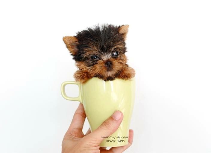 ลูก ยอร์คเชียร์เทอร์เรีย หน้าตุ๊กตา สายพันธุ์แท้  รูปที่ 16