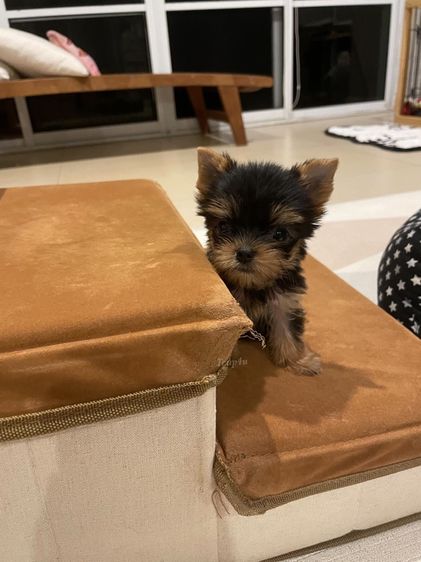 ลูก ยอร์คเชียร์เทอร์เรีย หน้าตุ๊กตา สายพันธุ์แท้  รูปที่ 7