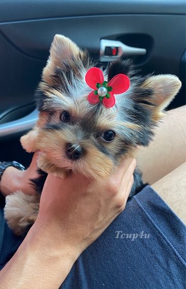 ยอร์คเชียร์ เทอร์เรีย (Yorkshire Terrier) เล็ก ลูก ยอร์คเชียร์เทอร์เรีย หน้าตุ๊กตา สายพันธุ์แท้ 