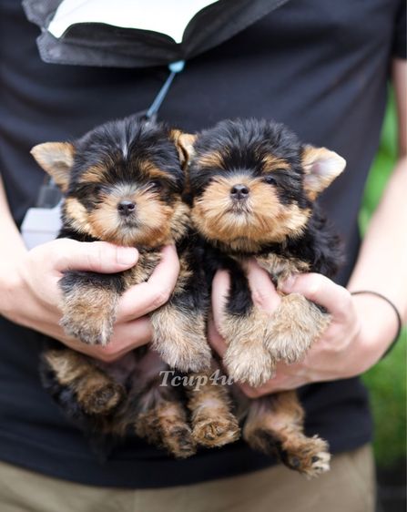 ลูก ยอร์คเชียร์เทอร์เรีย หน้าตุ๊กตา สายพันธุ์แท้  รูปที่ 8