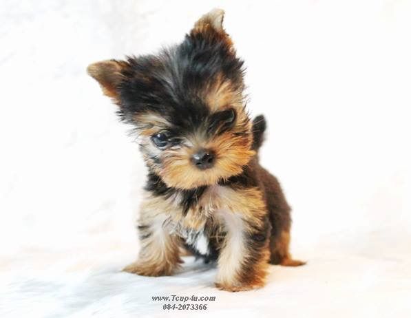 Yorkshire terrier หน้าตุ๊กตา รูปที่ 15