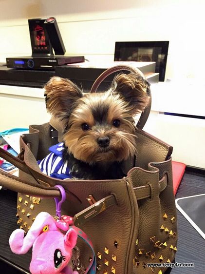 Yorkshire terrier หน้าตุ๊กตา รูปที่ 18