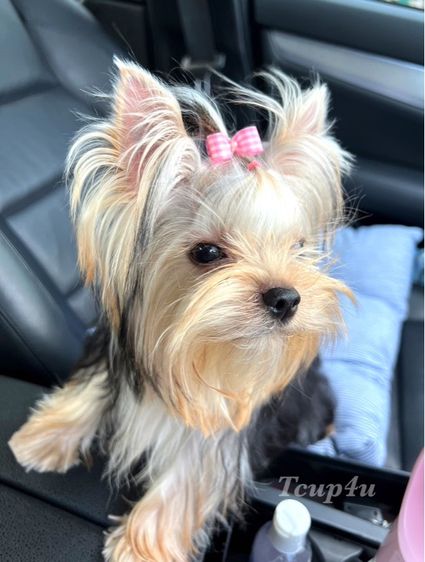 Yorkshire terrier หน้าตุ๊กตา รูปที่ 3