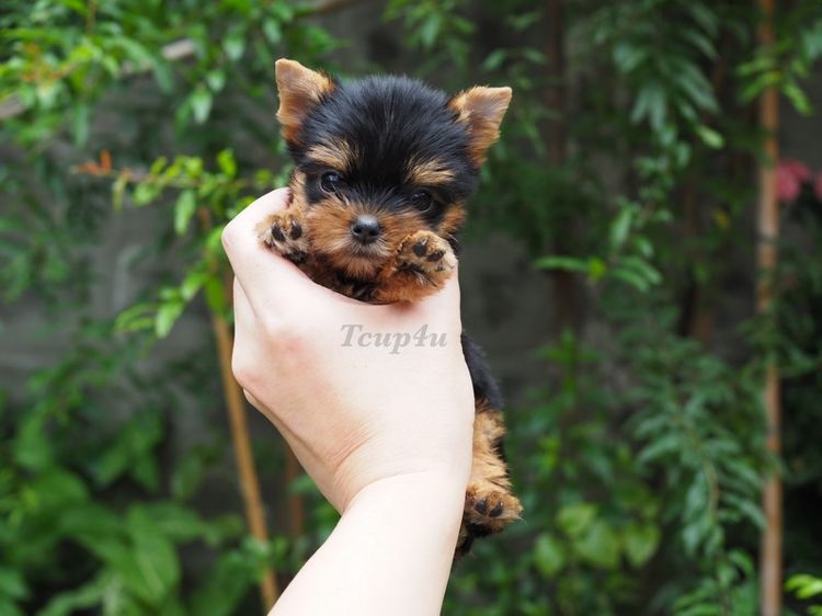 Yorkshire terrier หน้าตุ๊กตา รูปที่ 10