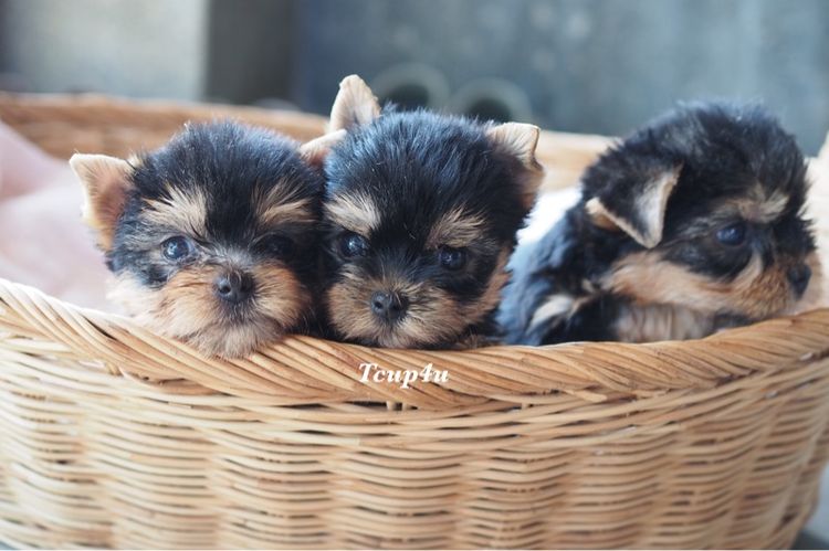 ยอร์คเชียร์ เทอร์เรีย (Yorkshire Terrier) เล็ก Yorkshire terrier หน้าตุ๊กตา