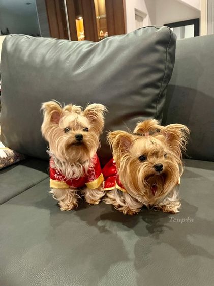 Yorkshire terrier หน้าตุ๊กตา รูปที่ 8