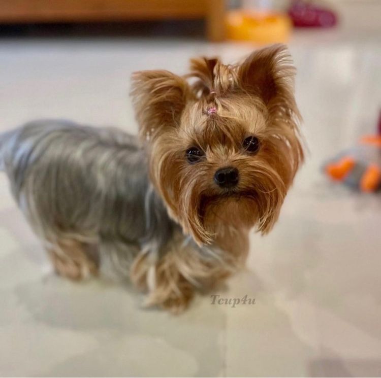 Yorkshire terrier หน้าตุ๊กตา รูปที่ 9