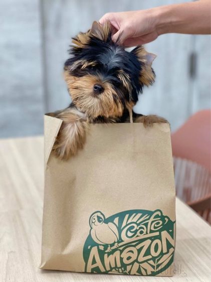 Yorkshire terrier หน้าตุ๊กตา รูปที่ 13