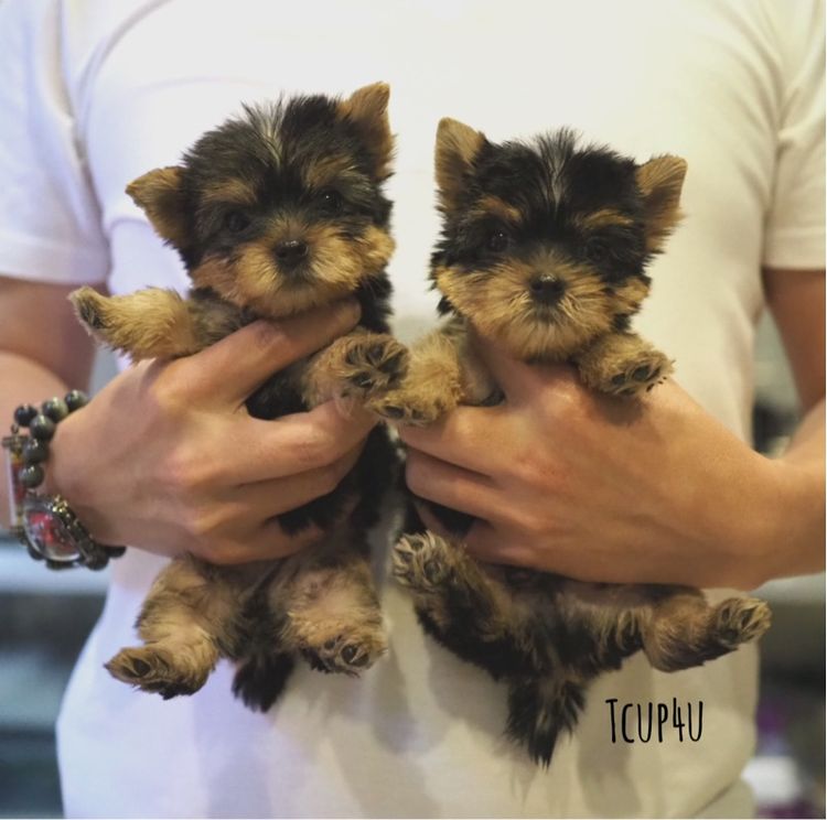 Yorkshire terrier หน้าตุ๊กตา รูปที่ 16
