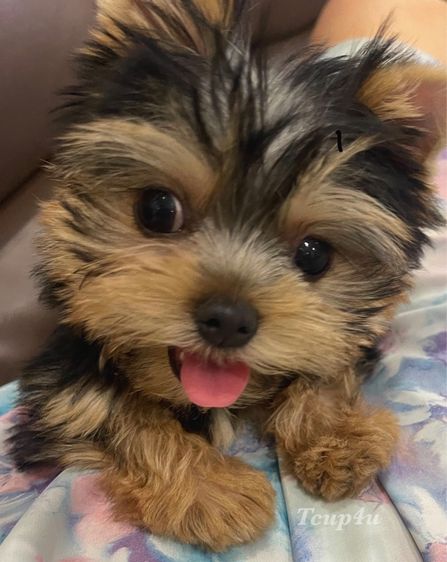 Yorkshire terrier หน้าตุ๊กตา รูปที่ 5