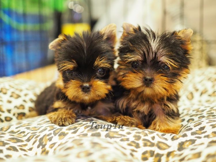 Yorkshire terrier หน้าตุ๊กตา รูปที่ 11