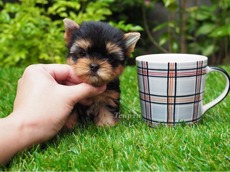 Yorkshire terrier หน้าตุ๊กตา รูปที่ 7
