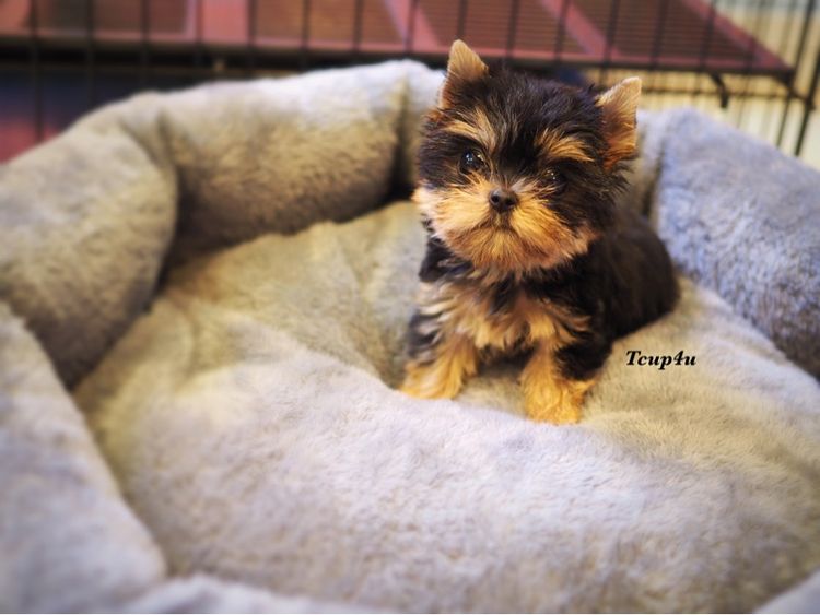 Yorkshire terrier หน้าตุ๊กตา รูปที่ 6
