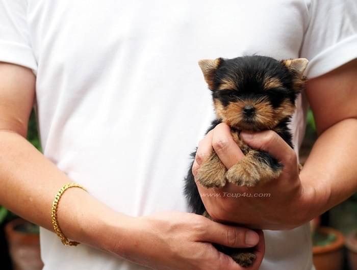 Yorkshire terrier หน้าตุ๊กตา รูปที่ 12