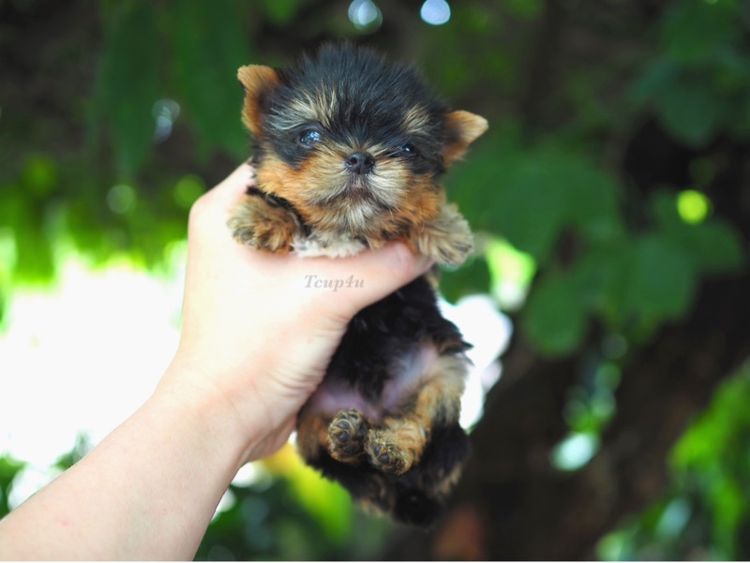 ลูก ยอร์คเชียร์เทอร์เรีย ไซร์ ทอย และ ทีคัพ  รูปที่ 3