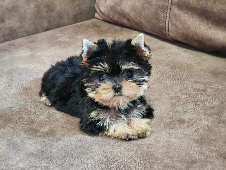 ยอร์คเชียร์ เทอร์เรีย (Yorkshire Terrier) เล็ก ลูก ยอร์คเชียร์เทอร์เรีย ไซร์ ทอย และ ทีคัพ 